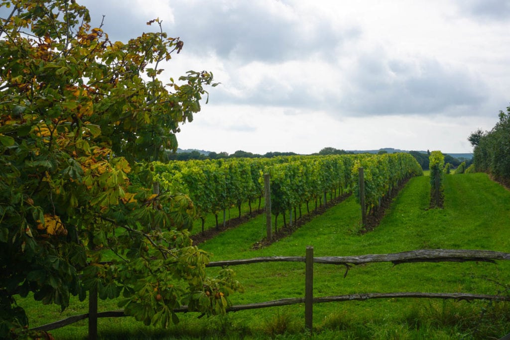 vineyard tours brighton