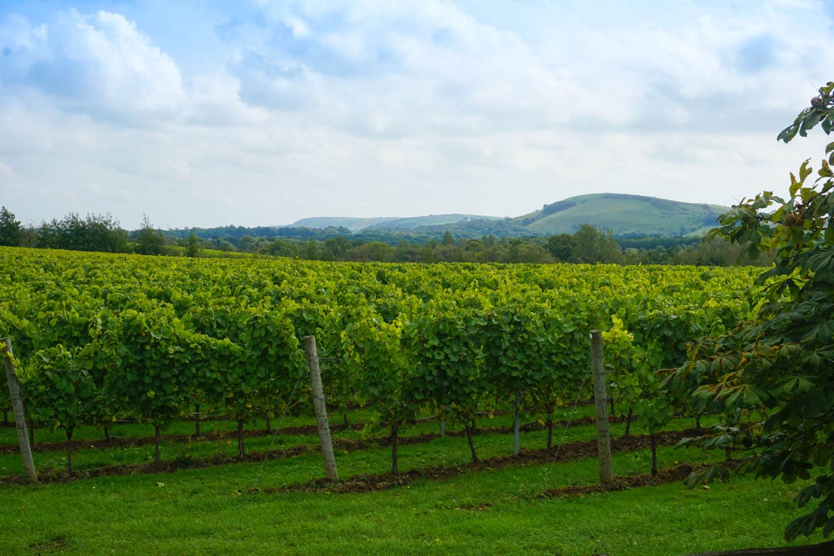 Beautiful vineyards at Albourne Estate, West Sussex