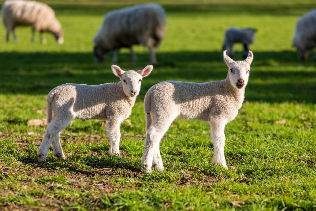Lambs in Great Britain