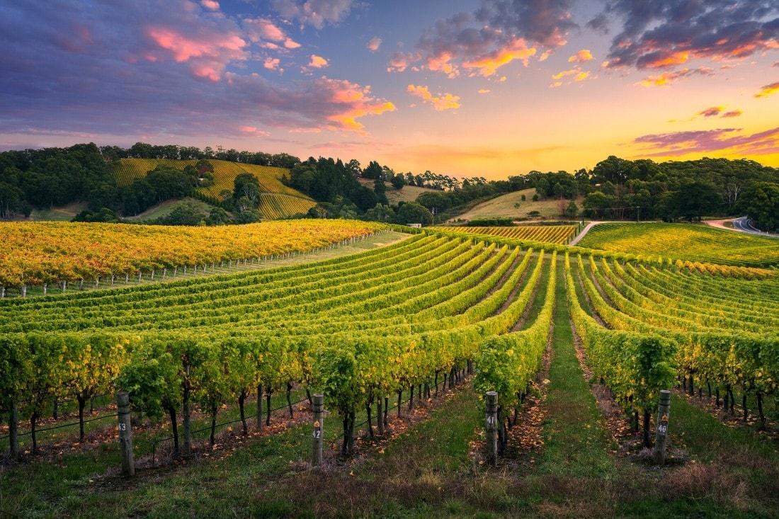 vineyard tours south east england