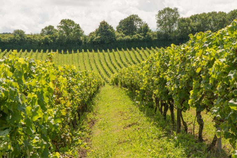 The Best Sussex Vineyard Tours (2024 Guide)