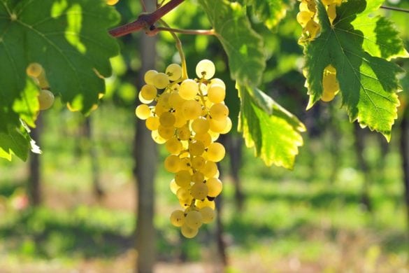 The Best Sussex Vineyard Tours (2024 Guide)