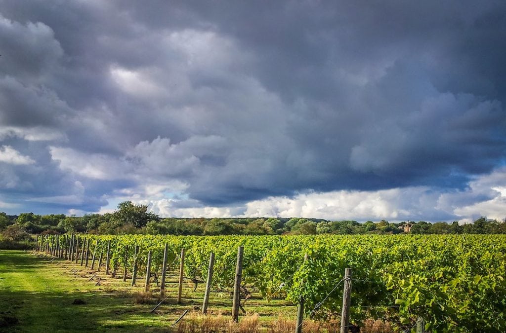 vineyard tours bedfordshire