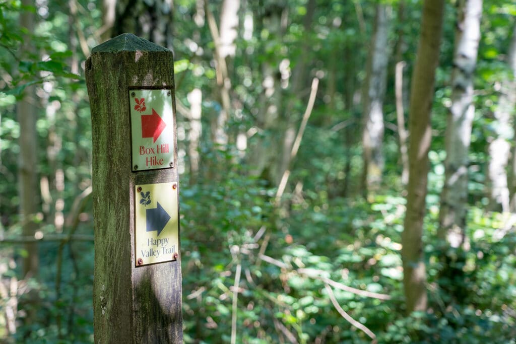 box hill mtb trails