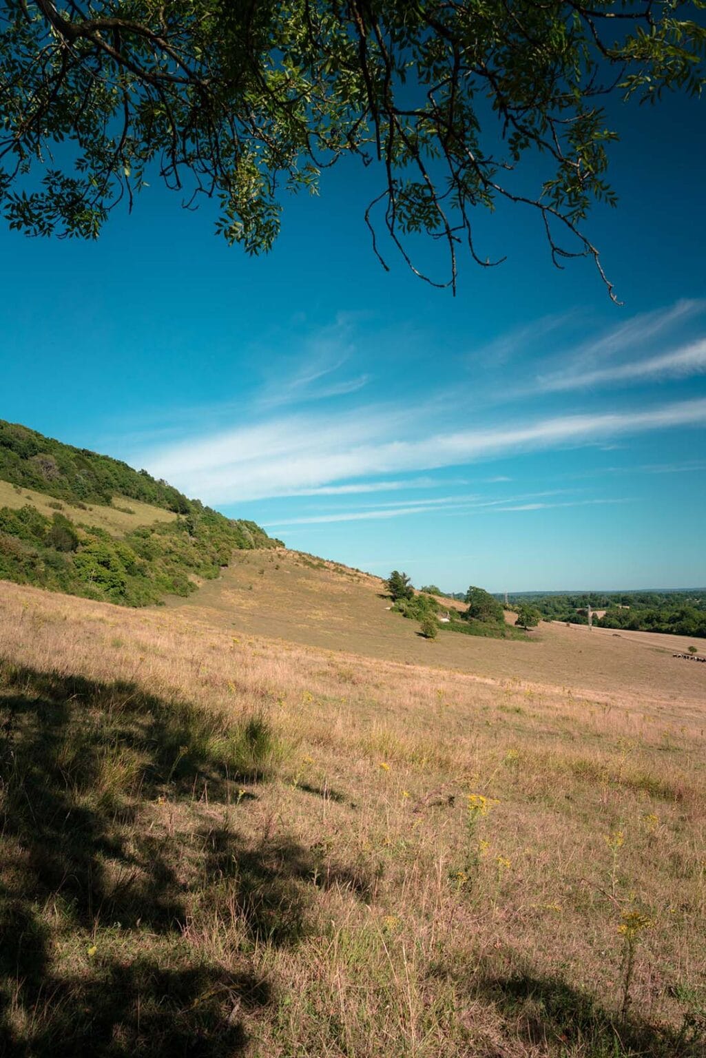 box hill mtb trails