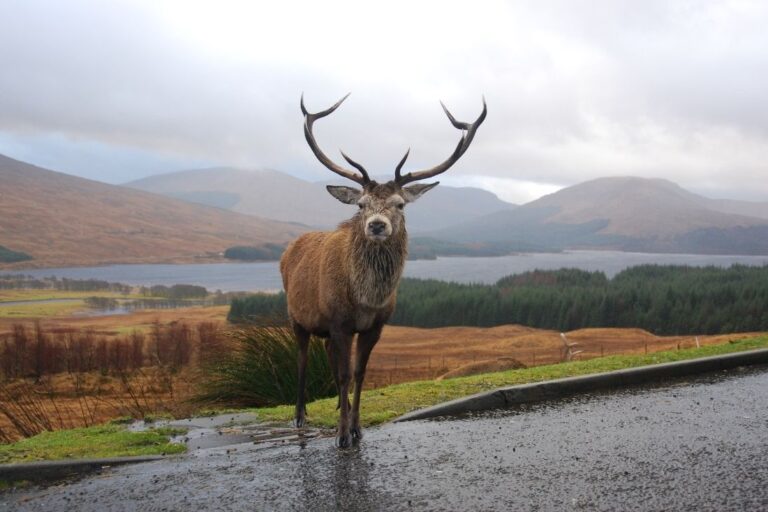 28 Fun Facts About Scotland That Will Blow Your Mind (2024 Guide)