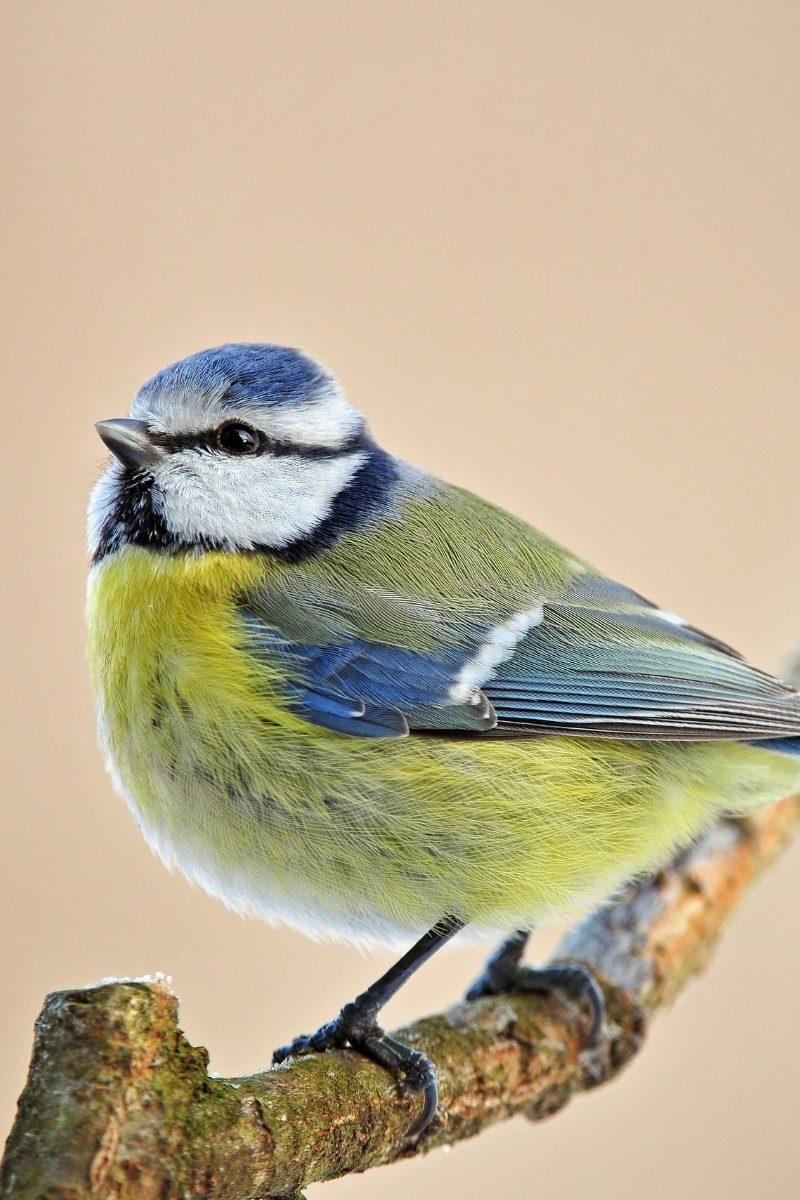 23 Most Common Birds In The UK: 2024 Guide