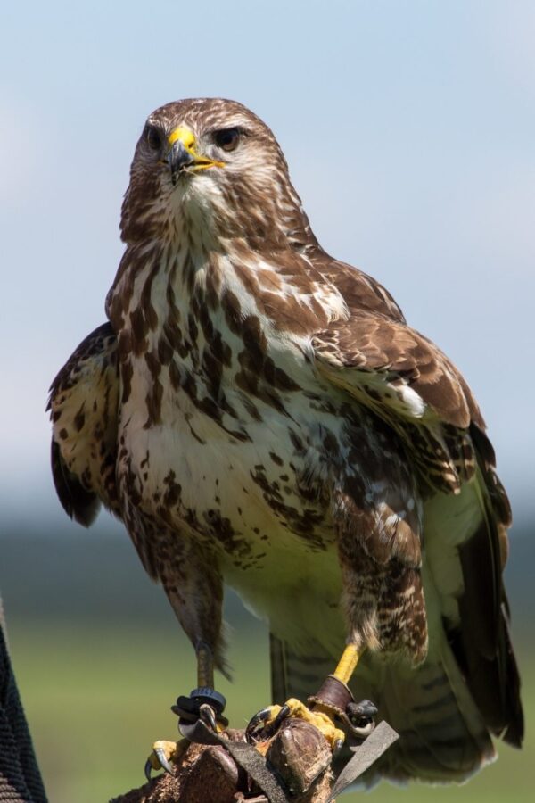 23 Most Common Birds In The UK: 2023 Guide