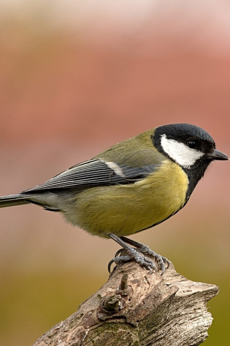 23 Most Common Birds In The UK: 2024 Guide