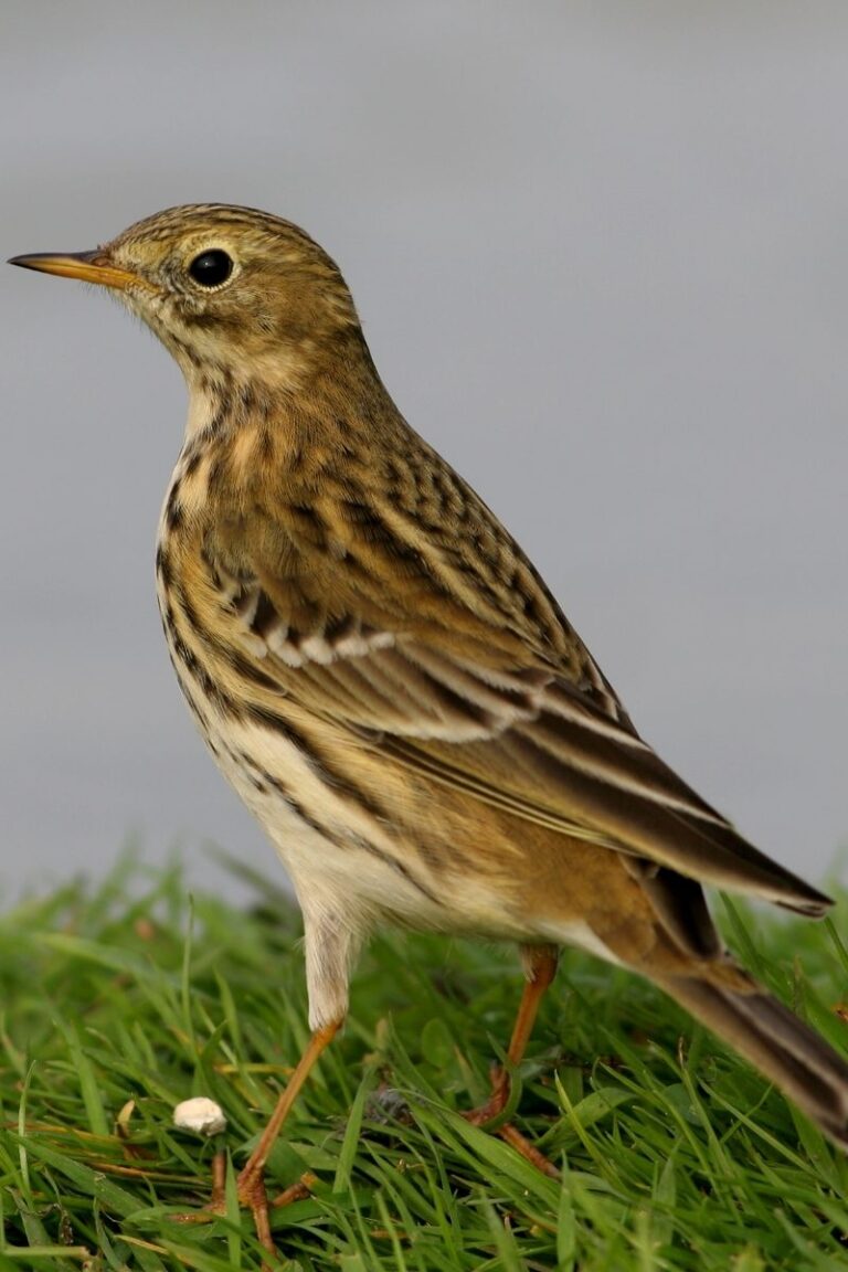 23 Most Common Birds In The UK: 2024 Guide