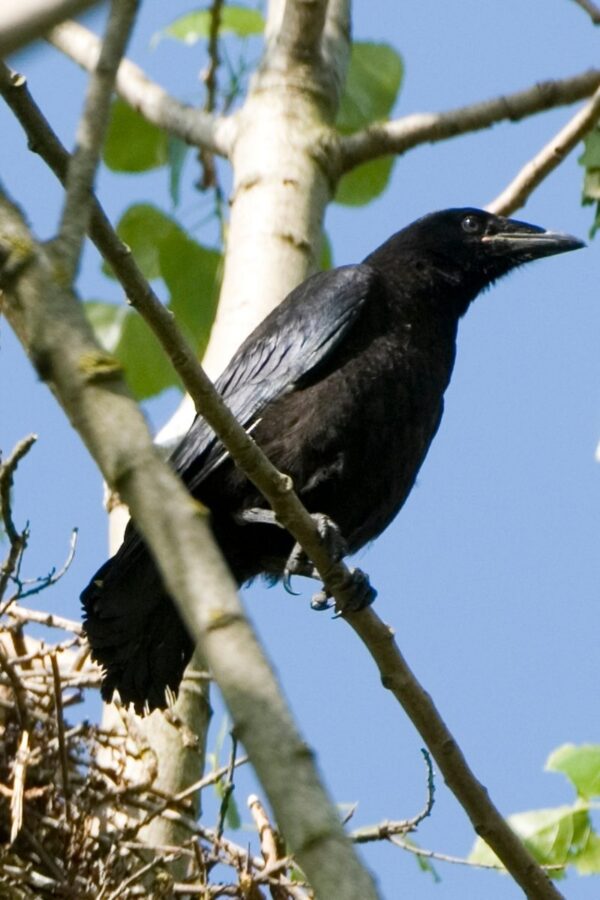 23 Most Common Birds In The UK: 2024 Guide