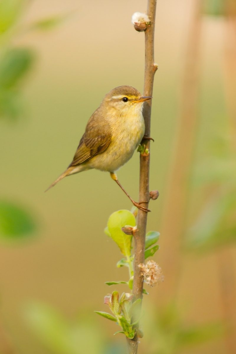 23 Most Common Birds In The UK: 2024 Guide