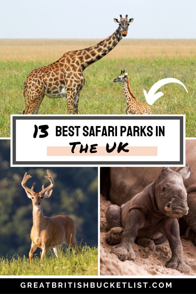 uk safari park stays