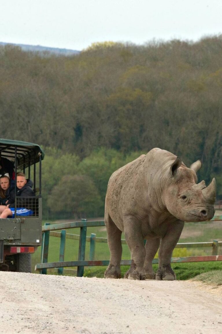 12 BEST Safari Parks In The UK You Need To Visit: 2023 Guide