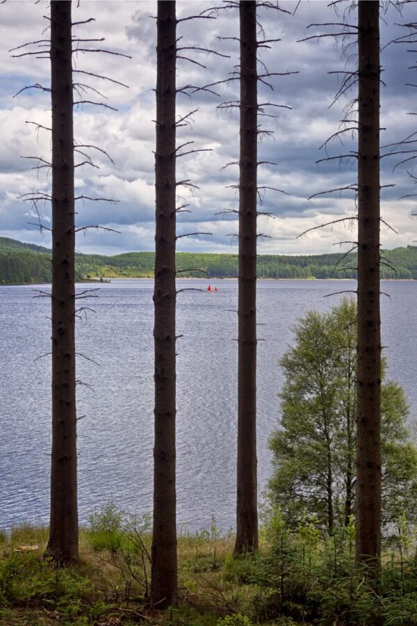 13 Biggest Forests In England You Need To Visit 2024 Guide   Englands Largest Forest 600x900 