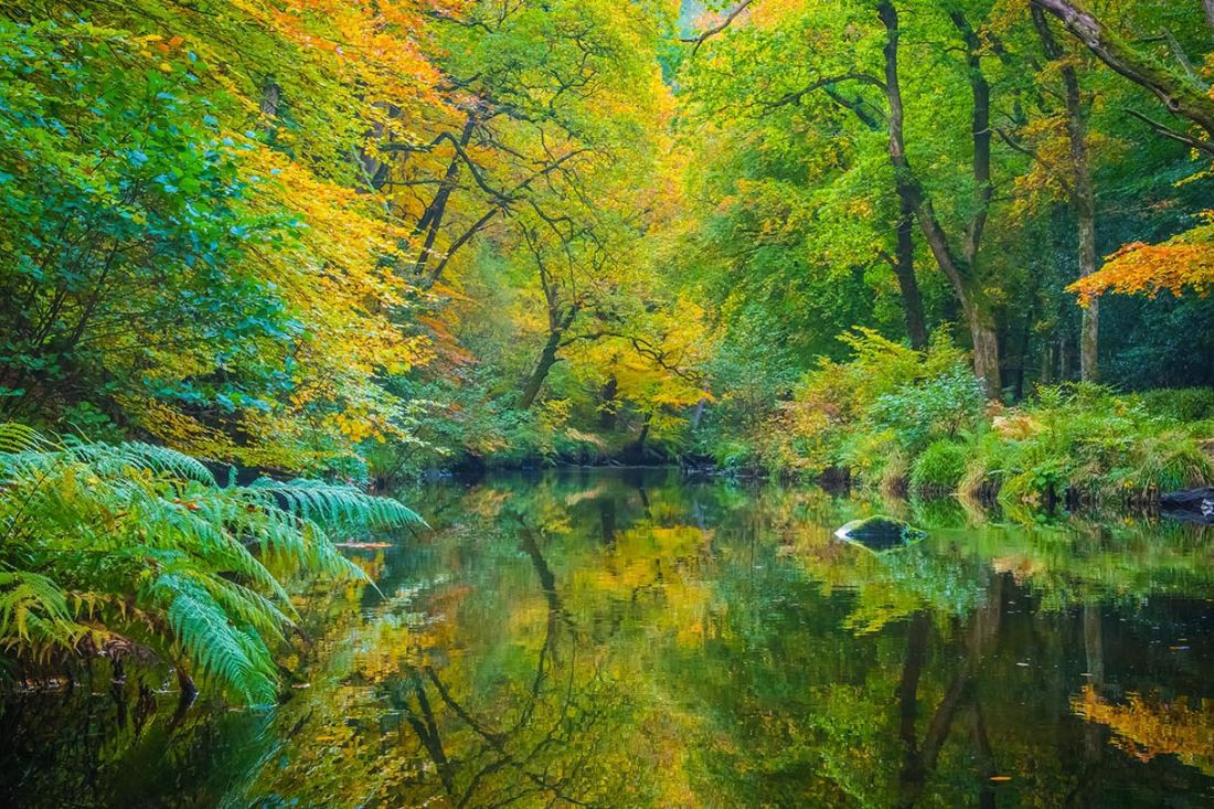 13 Biggest Forests In England You Need To Visit 2024 Guide   Fingle Woods 