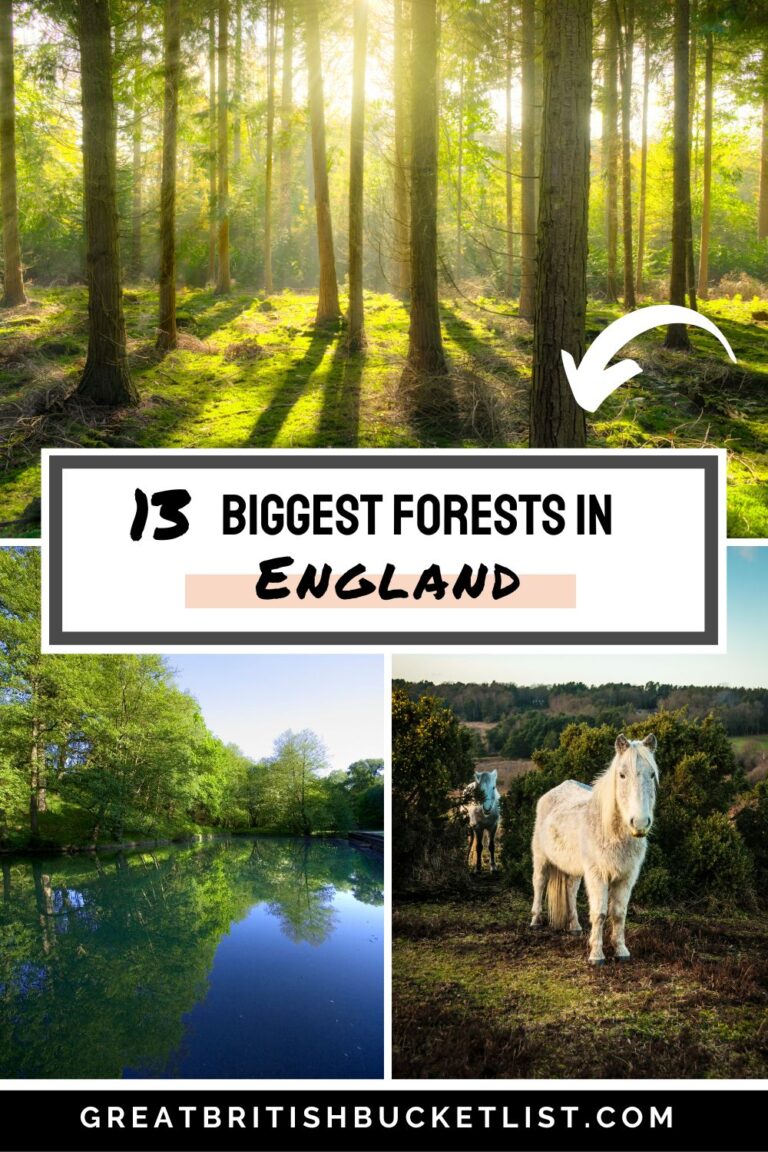 13 Biggest Forests In England You Need To Visit 2024 Guide   Forests England 768x1152 