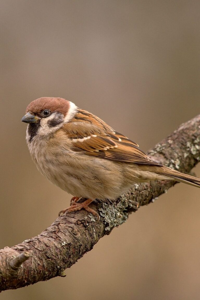 23 Most Common Birds In The UK: 2024 Guide