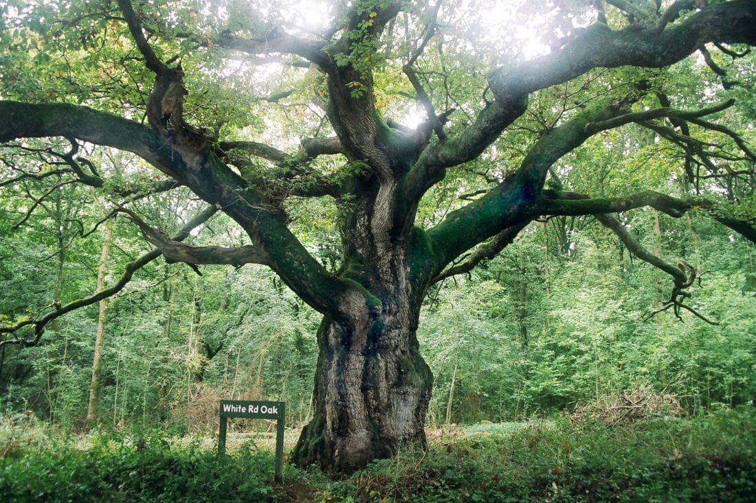 13 Biggest Forests In England You Need To Visit 2024 Guide   Oldest Forest In England 