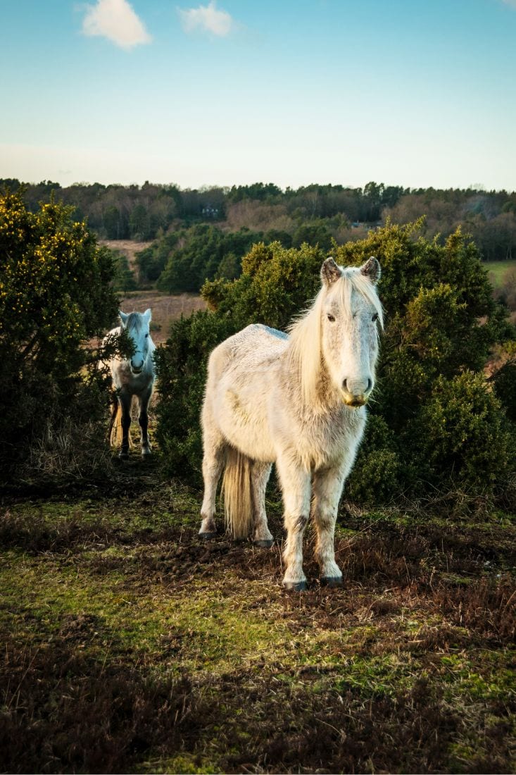 13 Biggest Forests In England You Need To Visit 2024 Guide   The New Forest 